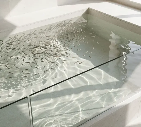 Bassin d'eau avec poissons Garra Rufa dans un environnement professionnel de spa