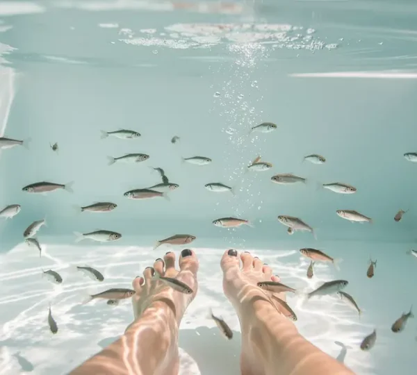 Pieds immergés dans un aquarium de fish spa avec des Garra Rufa en activité