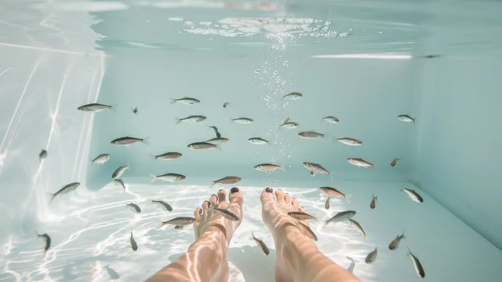 Pieds immergés dans un aquarium de fish spa avec des Garra Rufa en activité