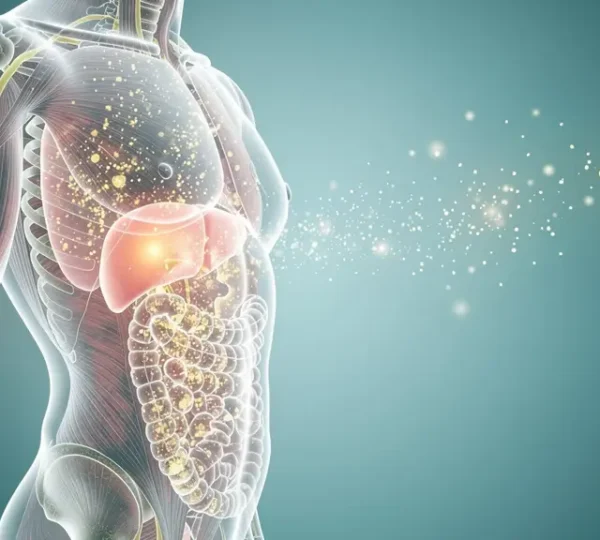 Corps humain transparent révélant les toxines stockées dans les tissus adipeux et musculaires en cours de détoxification